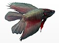 Male Betta splendens